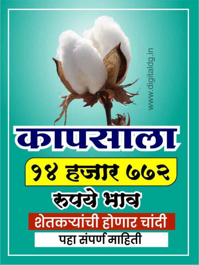 Cotton rate today maharashtra