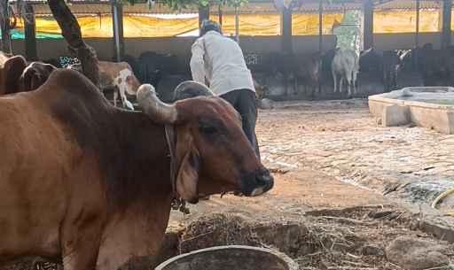 दुग्धव्यवसाय करून मिटवा बेरोजगारी