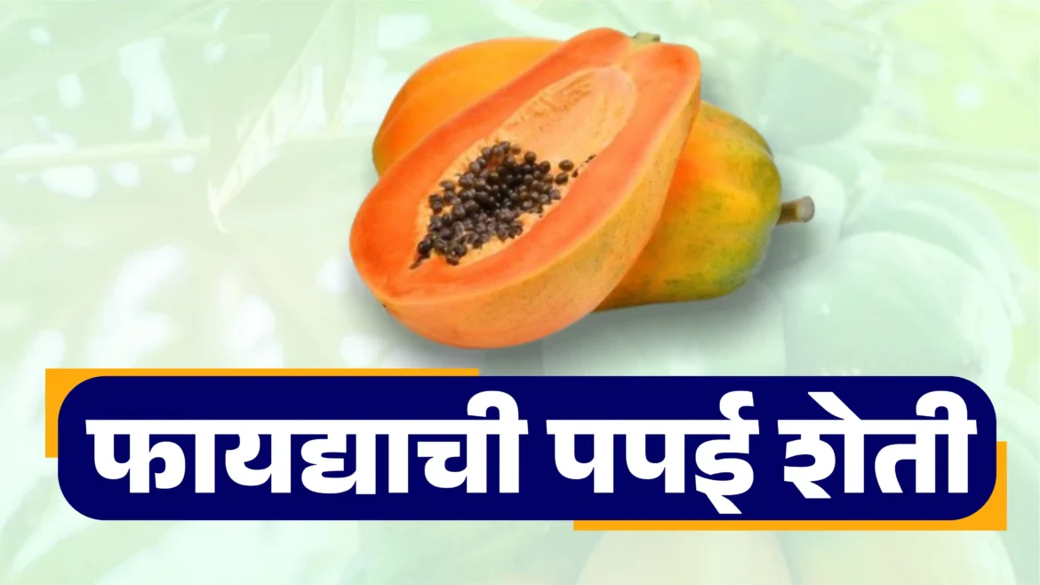 फायद्याची पपई शेती : खानदेशातील सध्याची स्थिती व भविष्यातील संधी