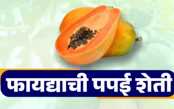 फायद्याची पपई शेती – उत्पादन व संधी