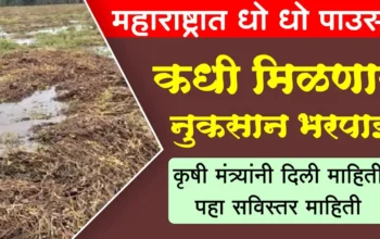 या दिवशी मिळणार अतिवृष्टीची नुकसान भरपाई, शेतकऱ्यांना दिवाळीपूर्वी दिलासा, महाराष्ट्रातील पिकांचे नुकसान