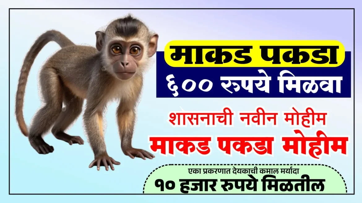 उपद्रवी माकड पकडा मोहीम मिळवा 600 रुपये वाढत्या माकड–मानव संघर्षावर राज्य सरकारचा नवा उपाय